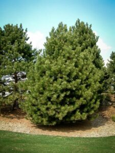 Сосна Чёрная (Pinus Nigra) купить по цене от 270.00р. в интернет-магазине «Посадика» с доставкой почтой в в Кашине и по всей России – [изображение №1].