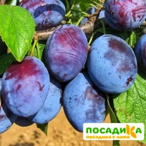 Слива Чачакская ранняя купить по цене от 229.00р. в интернет-магазине «Посадика» с доставкой почтой в в Кашине и по всей России – [изображение №1].