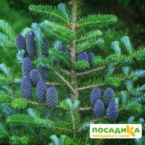 Пихта корейская (Abies koreana) купить по цене от 450.00р. в интернет-магазине «Посадика» с доставкой почтой в в Кашине и по всей России – [изображение №1].