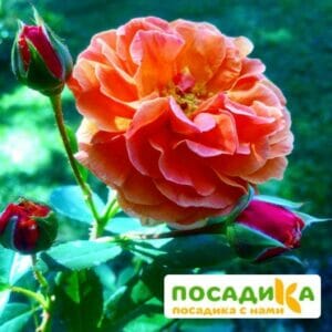 Роза Арабия купить по цене от 350.00р. в интернет-магазине «Посадика» с доставкой почтой в в Кашине и по всей России – [изображение №1].