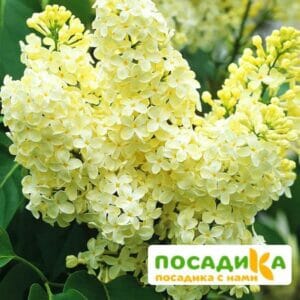 Сирень Примроуз (Primrose) купить по цене от 529.00р. в интернет-магазине «Посадика» с доставкой почтой в в Кашине и по всей России – [изображение №1].