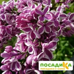 Сирень Сенсация купить по цене от 529.00р. в интернет-магазине «Посадика» с доставкой почтой в в Кашине и по всей России – [изображение №1].