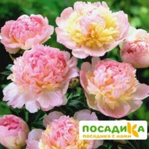 Пион Распберри Сандей (Paeonia Raspberry Sundae) купить по цене от 959р. в интернет-магазине «Посадика» с доставкой почтой в в Кашине и по всей России – [изображение №1].