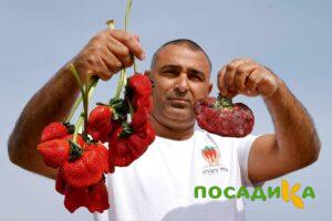 Клубника Гигант Джорнея купить по цене от 266р. в интернет-магазине «Посадика» с доставкой почтой в в Кашине и по всей России – [изображение №1].