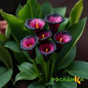Калла Аура Лейс купить по цене от 400р. в интернет-магазине «Посадика» с доставкой почтой в в Кашине и по всей России – [изображение №1].