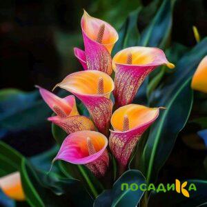 Калла Оникс купить по цене от 450р. в интернет-магазине «Посадика» с доставкой почтой в в Кашине и по всей России – [изображение №1].