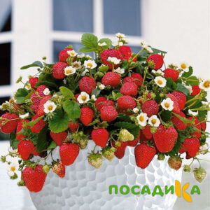 Клубника Рубиновый Шепот (горшечная) купить по цене от 240р. в интернет-магазине «Посадика» с доставкой почтой в в Кашине и по всей России – [изображение №1].