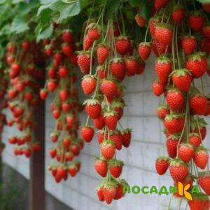 Клубника вьющаяся Комплимент купить по цене от 470р. в интернет-магазине «Посадика» с доставкой почтой в в Кашине и по всей России – [изображение №1].
