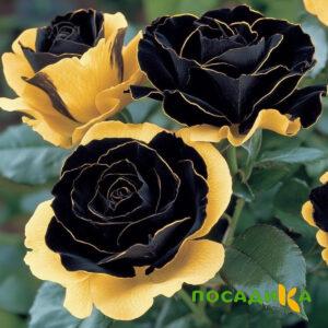 Роза Ханни Сикл купить по цене от 700р. в интернет-магазине «Посадика» с доставкой почтой в в Кашине и по всей России – [изображение №1].