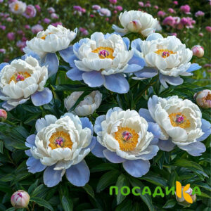 Пион акварельный Этюд купить по цене от 806р. в интернет-магазине «Посадика» с доставкой почтой в в Кашине и по всей России – [изображение №1].