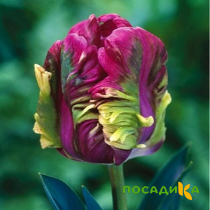 Тюльпан Экзотик Хэвен купить по цене от 186р. в интернет-магазине «Посадика» с доставкой почтой в в Кашине и по всей России – [изображение №1].