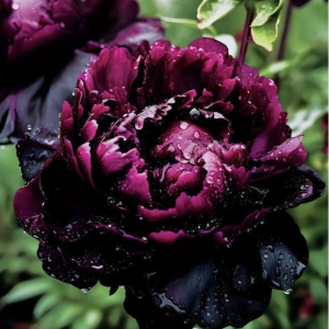 Пион Темный Сад купить по цене от 421р. в интернет-магазине «Посадика» с доставкой почтой в в Кашине и по всей России – [изображение №1].