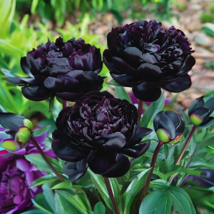 Пион Королевский Бархат купить по цене от 419р. в интернет-магазине «Посадика» с доставкой почтой в в Кашине и по всей России – [изображение №1].