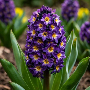 Гиацинт Вельвет Колор купить по цене от 2099р. в интернет-магазине «Посадика» с доставкой почтой в в Кашине и по всей России – [изображение №1].