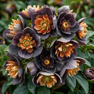 Морозник Блум Айс купить по цене от 499р. в интернет-магазине «Посадика» с доставкой почтой в в Кашине и по всей России – [изображение №1].