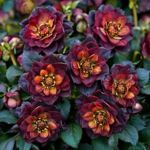 Морозник Сноу Дроп купить по цене от 348р. в интернет-магазине «Посадика» с доставкой почтой в в Кашине и по всей России – [изображение №1].