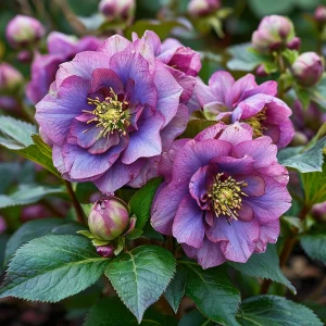 Морозник Айс Принцесс Чарм купить по цене от 650р. в интернет-магазине «Посадика» с доставкой почтой в в Кашине и по всей России – [изображение №1].