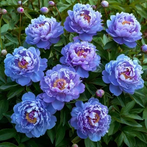 Пион Голубой лотос купить по цене от 590р. в интернет-магазине «Посадика» с доставкой почтой в в Кашине и по всей России – [изображение №1].