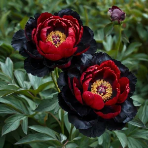 Пион Эбеновый Рубин купить по цене от 419р. в интернет-магазине «Посадика» с доставкой почтой в в Кашине и по всей России – [изображение №1].