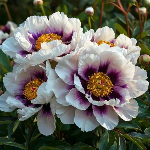 Пион Эко Саммер купить по цене от 548р. в интернет-магазине «Посадика» с доставкой почтой в в Кашине и по всей России – [изображение №1].