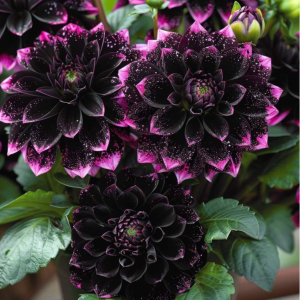 Георгин Лаванда Лейс купить по цене от 679р. в интернет-магазине «Посадика» с доставкой почтой в в Кашине и по всей России – [изображение №1].